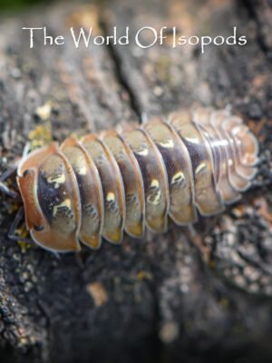 Spherillo sp. "Dream"