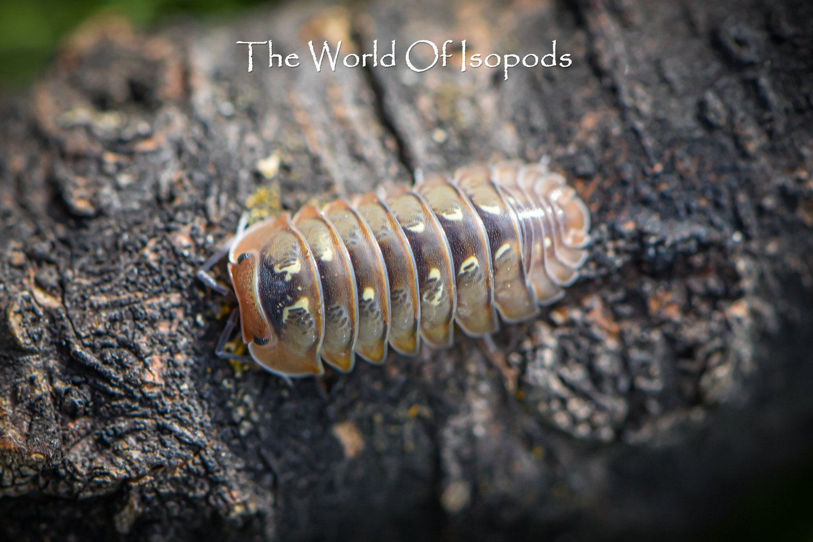 Spherillo sp. "Dream"
