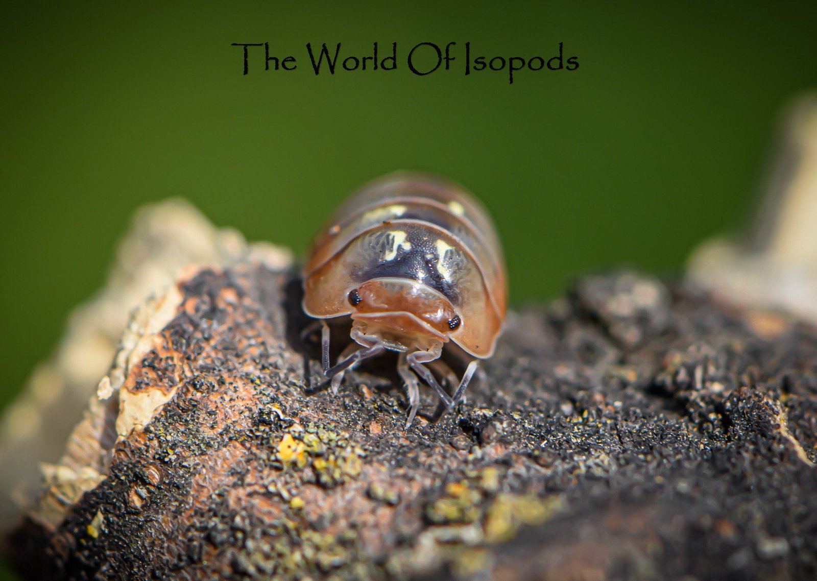Spherillo sp. "Dream" - Image 2