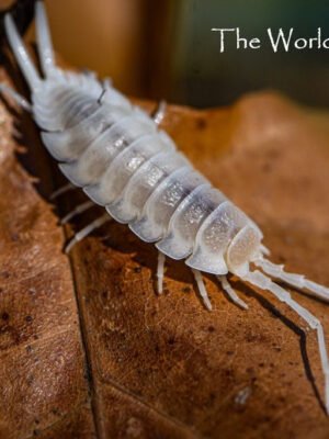 P. Hoffmanseggi 'White Outs'