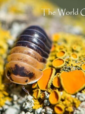 Cubaris sp. "Bumblebee"