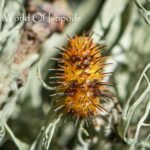 Durian Spiky Isopods (Laureola sp. 'Durian Spiky')