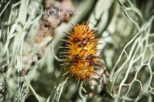 Durian Spiky Isopods (Laureola sp. 'Durian Spiky')