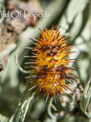 Durian Spiky Isopods (Laureola sp. 'Durian Spiky')