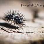 Panda Spiky Isopods (Laureola sp. 'Panda Spiky')