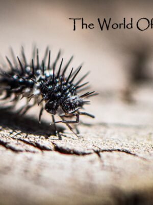 Panda Spiky Isopods (Laureola sp. 'Panda Spiky')