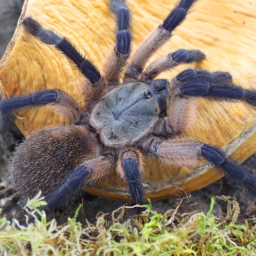 Monocentropus balfouri “Blue Yemen tarantula” - Image 2