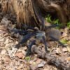Monocentropus balfouri “Blue Yemen tarantula” - Image 3
