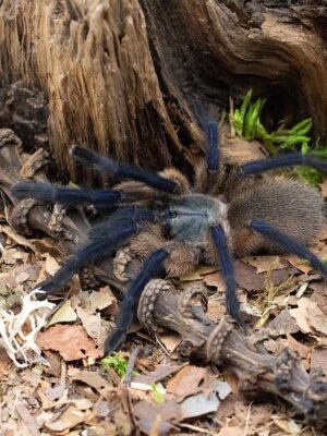 Monocentropus balfouri “Blue Yemen tarantula”