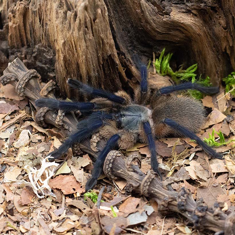 Monocentropus balfouri “Blue Yemen tarantula”