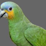 Amazon Orange-Winged