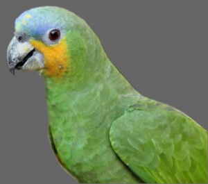 Amazon Orange-Winged