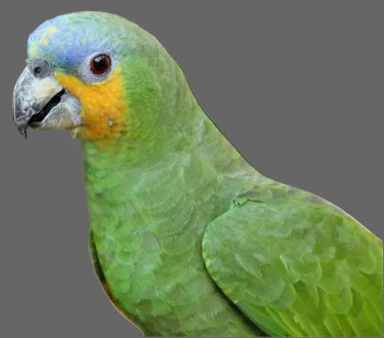 Amazon Orange-Winged