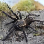 Haplopelma spec. “Bach Ma”