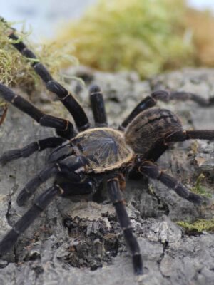 Haplopelma spec. “Bach Ma”