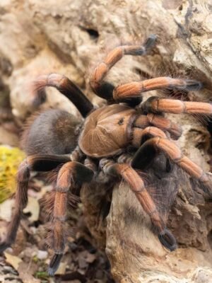 Pamphobeteus spec. “Mascara”