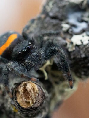 Paraphidippus basalis