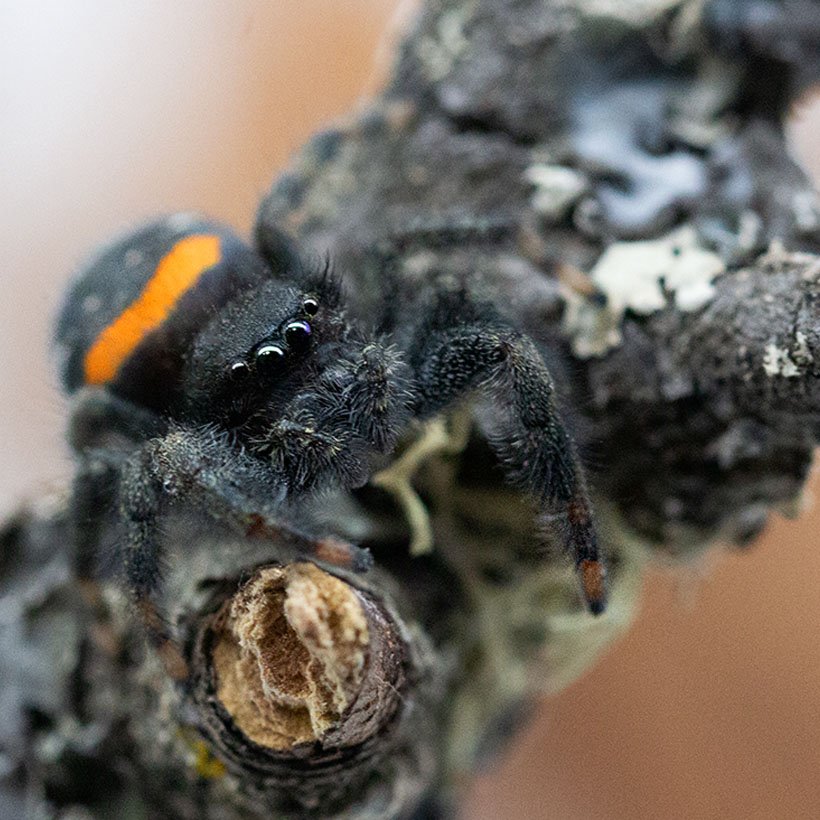 Hyllus diardi - Image 5