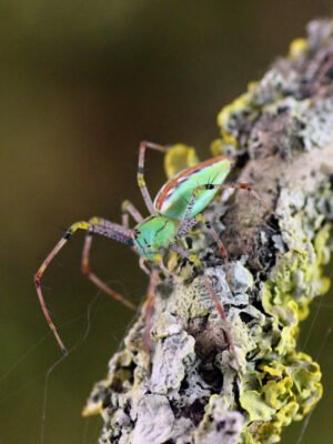 Peucetia lucasi