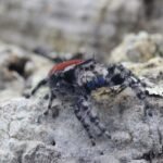 Phidippus adumbratus
