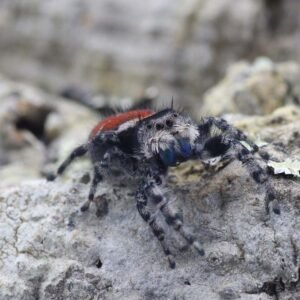 Phidippus adumbratus