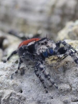 Phidippus adumbratus