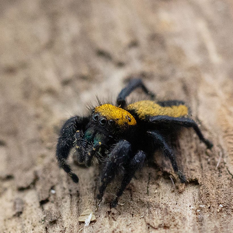Phidippus spec. “Ometepe” - Image 15