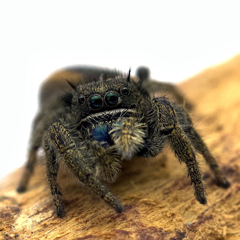 Phidippus otiosus “Orange Form” - Image 22