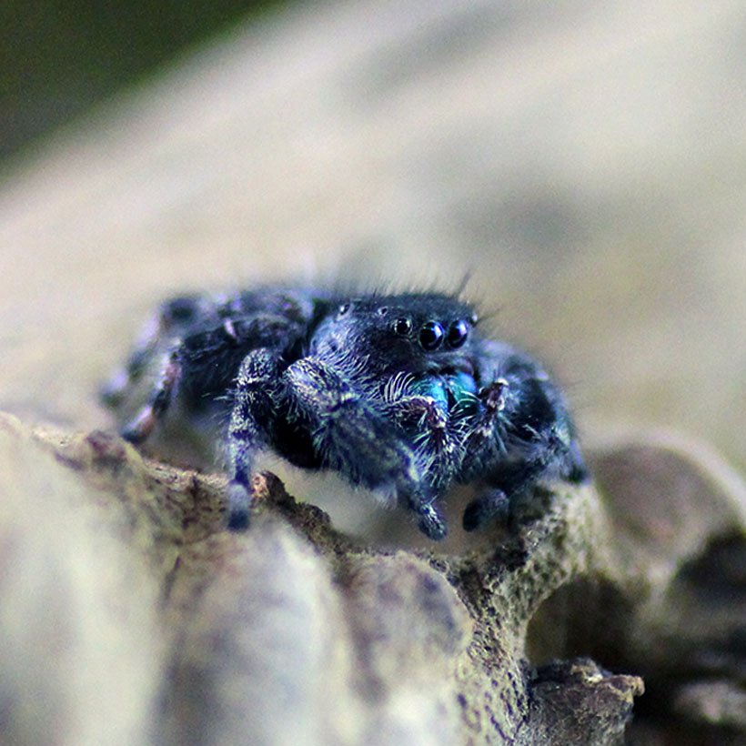 Hyllus diardi - Image 9