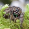 Phidippus bidentatus “Maya” - Image 7