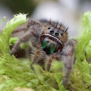 Phidippus bidentatus “Maya”