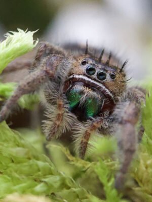 Phidippus bidentatus “Maya”