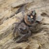 Phidippus bidentatus “Maya” - Image 8
