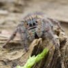 Phidippus bidentatus “Maya” - Image 11