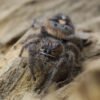 Phidippus bidentatus “Maya” - Image 10
