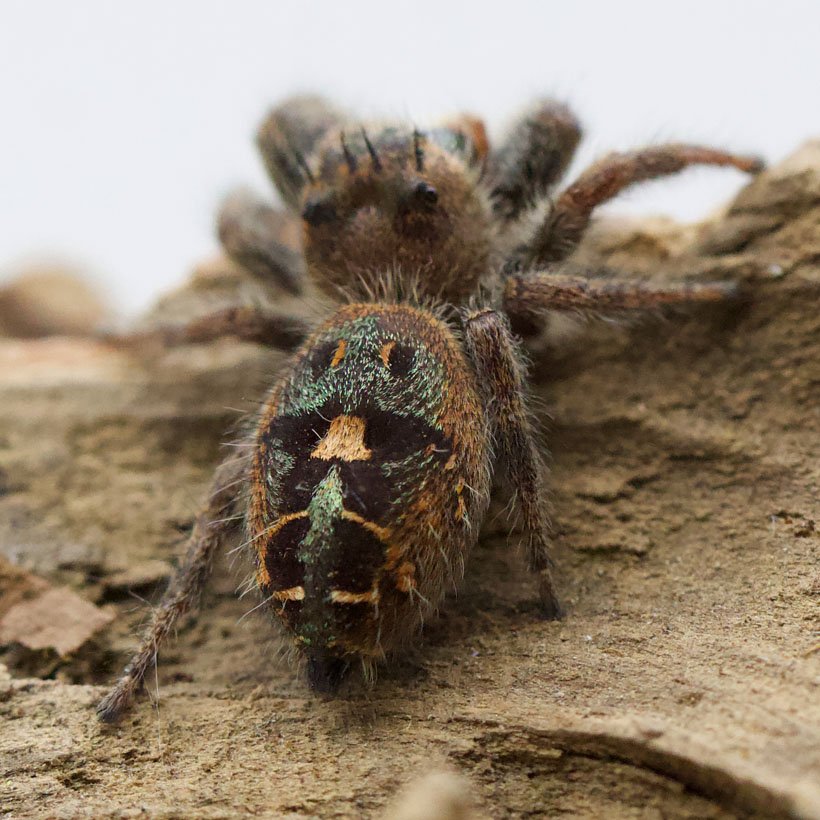 Phidippus bidentatus “Maya” - Image 4