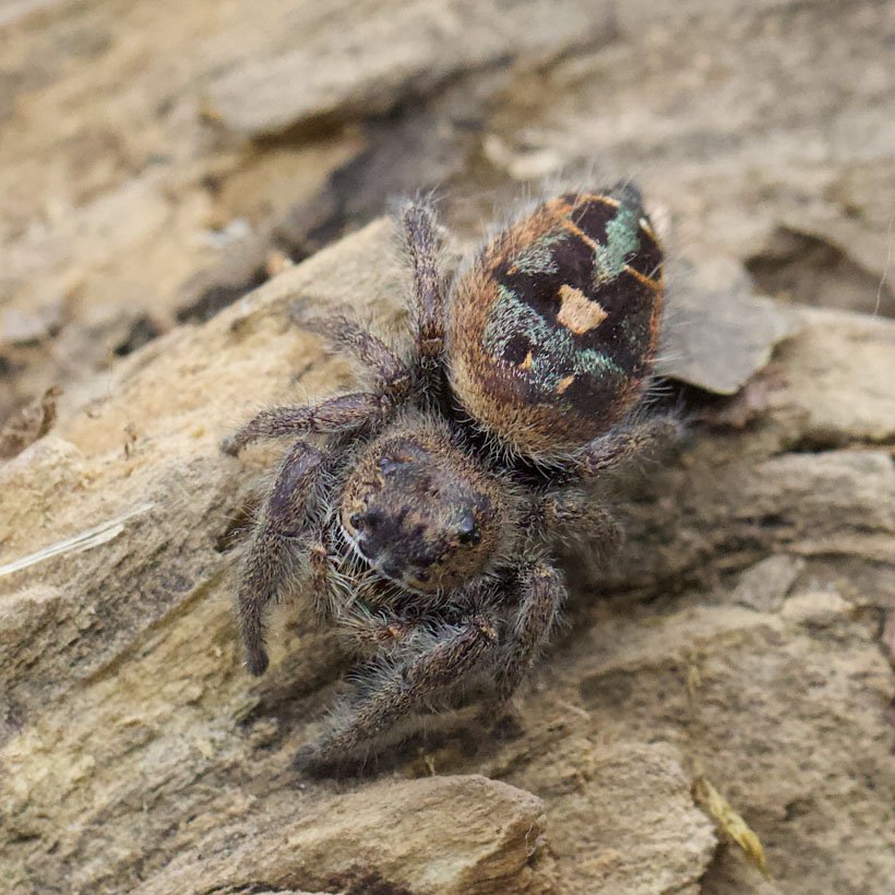 Phidippus bidentatus “Maya” - Image 3