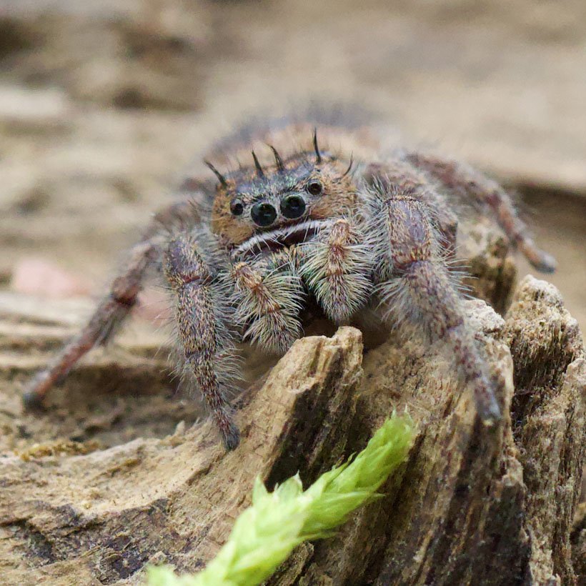 Phidippus bidentatus “Maya” - Image 6