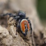 Phidippus carneus