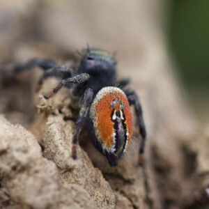 Phidippus carneus