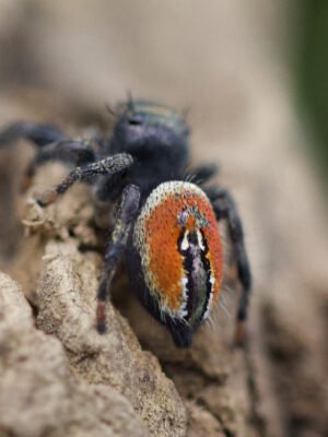 Phidippus carneus