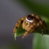 Phidippus otiosus “Orange Form” - Image 11