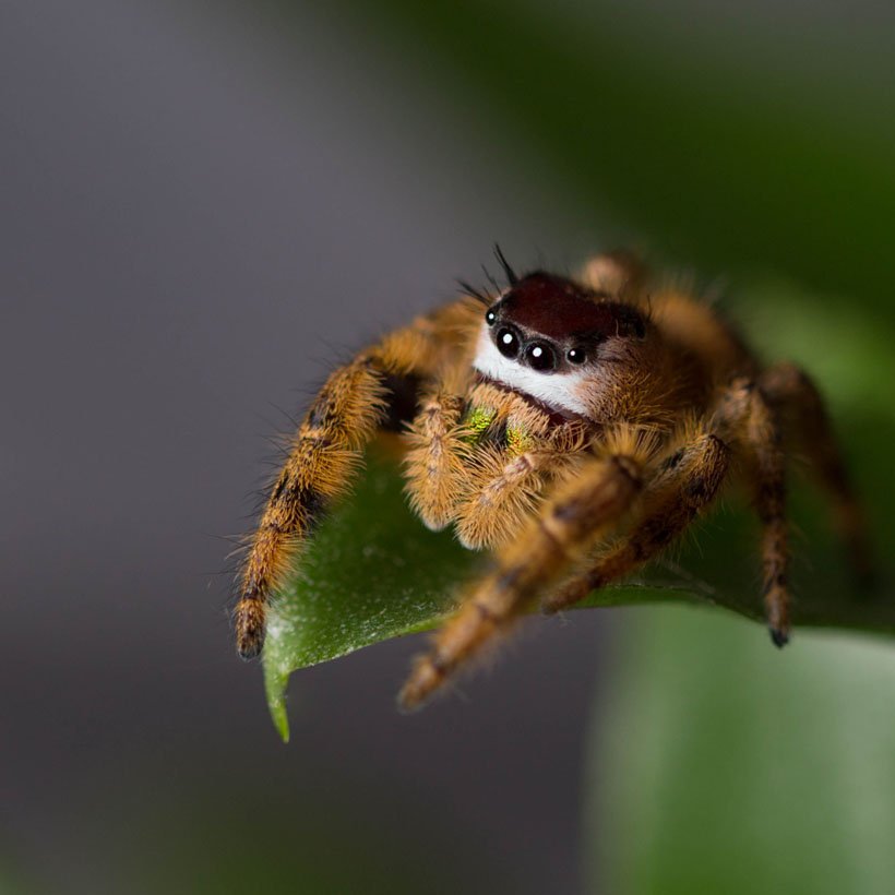 Phidippus otiosus “Orange Form” - Image 4