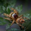 Phidippus otiosus “Orange Form” - Image 14