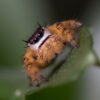 Phidippus otiosus “Orange Form” - Image 13