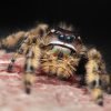 Phidippus otiosus “Orange Form” - Image 8