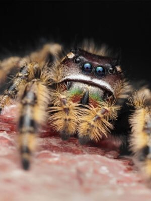 Phidippus otiosus “Orange Form”