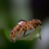 Phidippus otiosus “Orange Form” - Image 12
