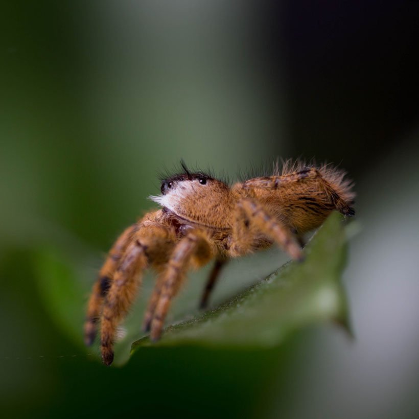 Phidippus otiosus “Orange Form” - Image 5