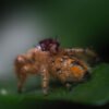 Phidippus otiosus “Orange Form” - Image 9